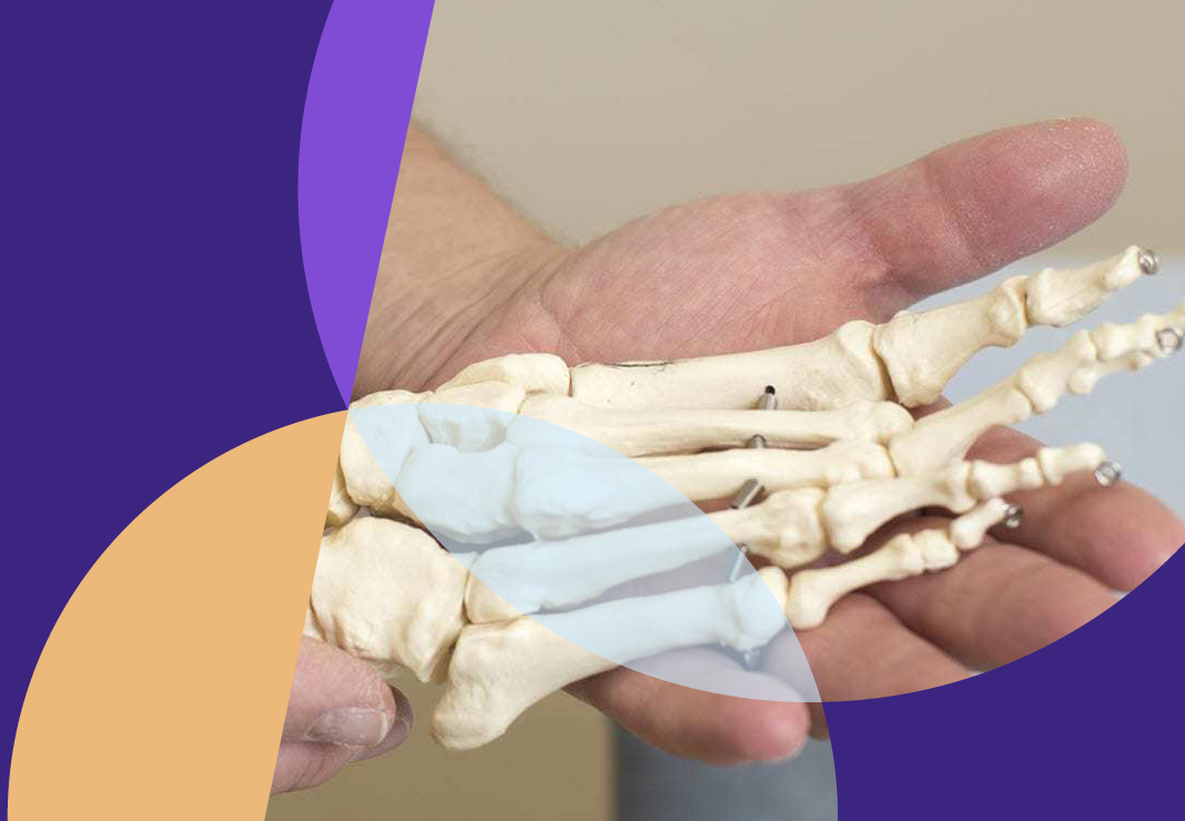 foot bone skeleton
